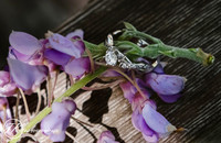 First comes love...  (engagement)